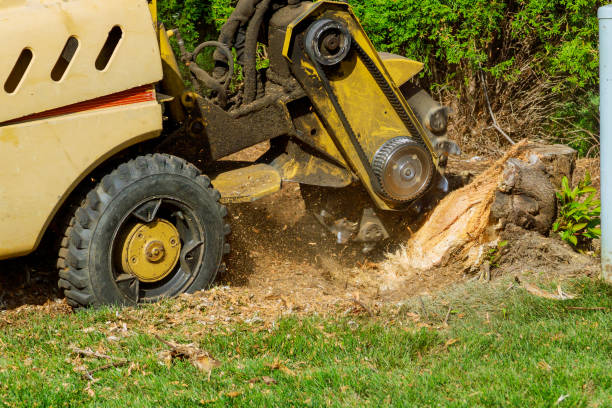 Best Emergency Storm Tree Removal  in Maan, ND